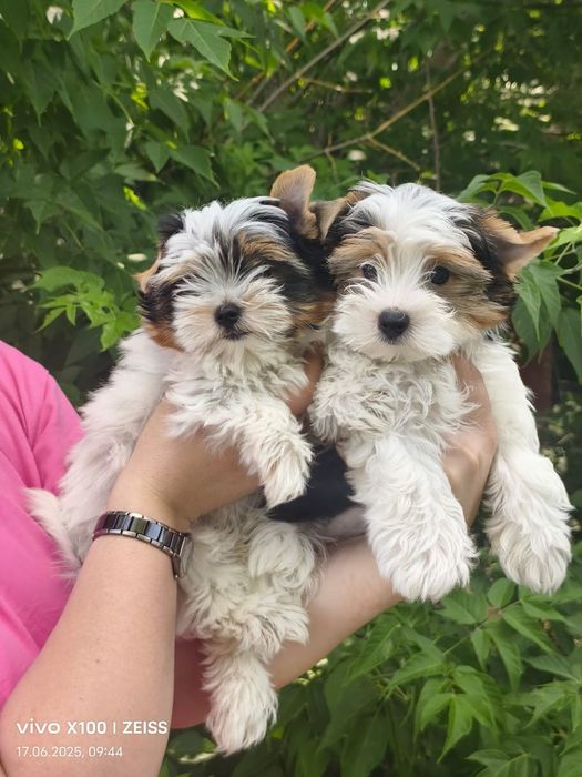 Очаровательные щенки бивера.