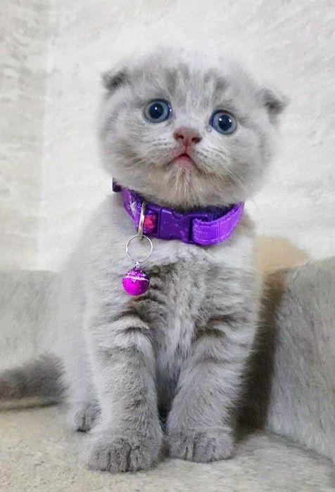 Плюшевый кот шотландской породы на вязку