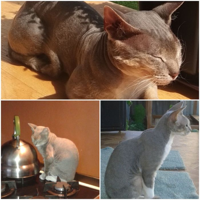 Пропал кот. Нижняя пятилетка.