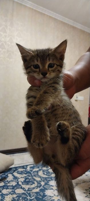 Отдам котят в добрые руки
