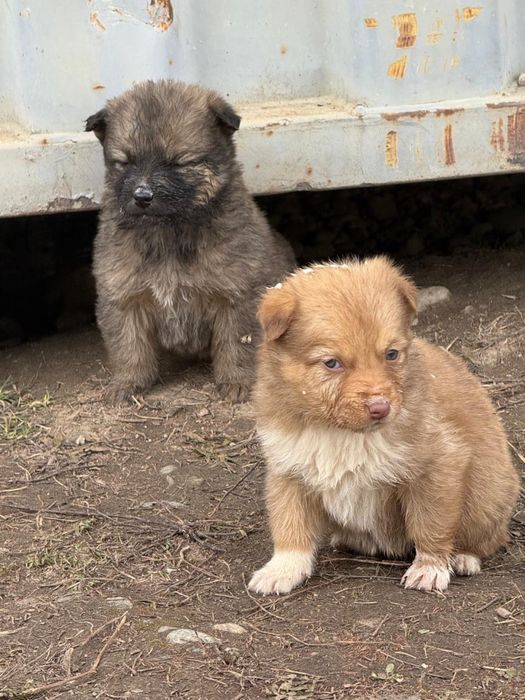 Отдам щенков даром