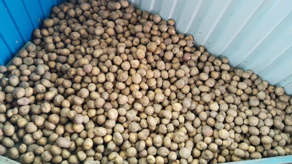 Продам картофель на посадку