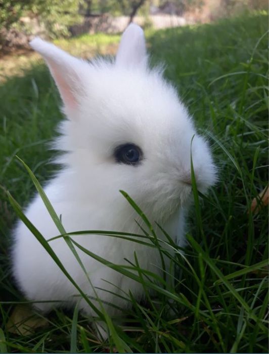 Iepuri pitici cap de leu