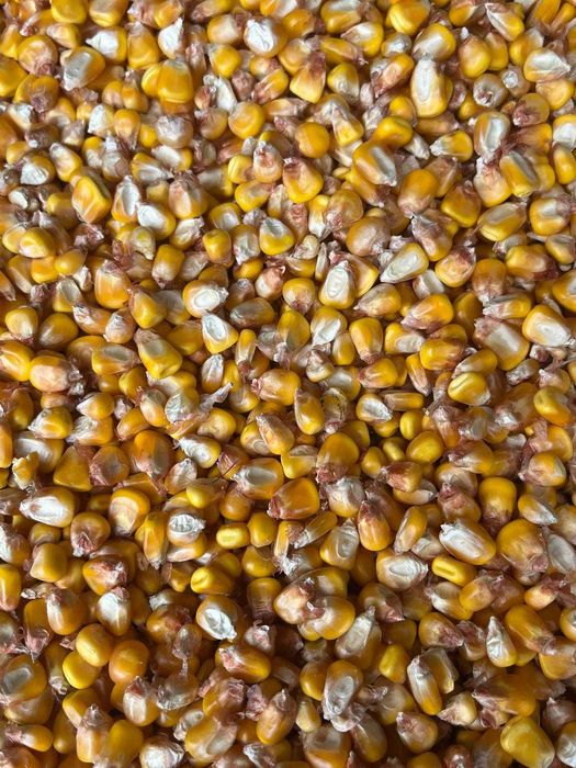 Vând porumb boabe 2026 umiditate 13 recoltat cu mare grijă 2500kg