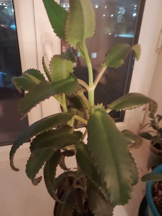 Каланхоэ лечебный продам