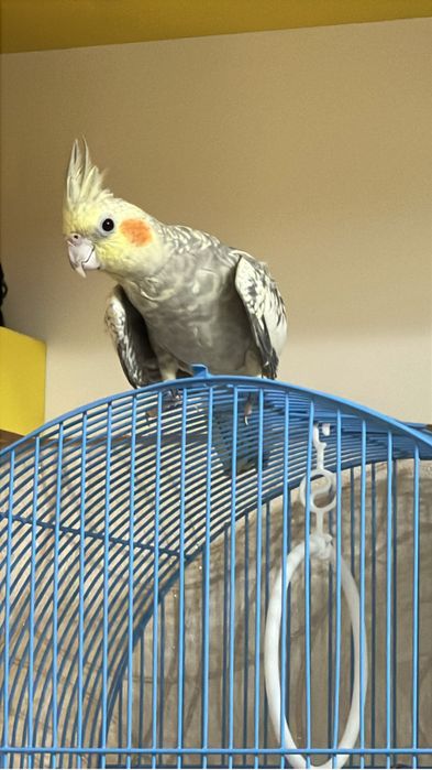 Продам кореллу срочно