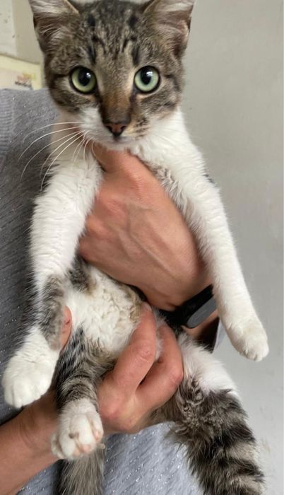 Caut adoptii pentru pisicute