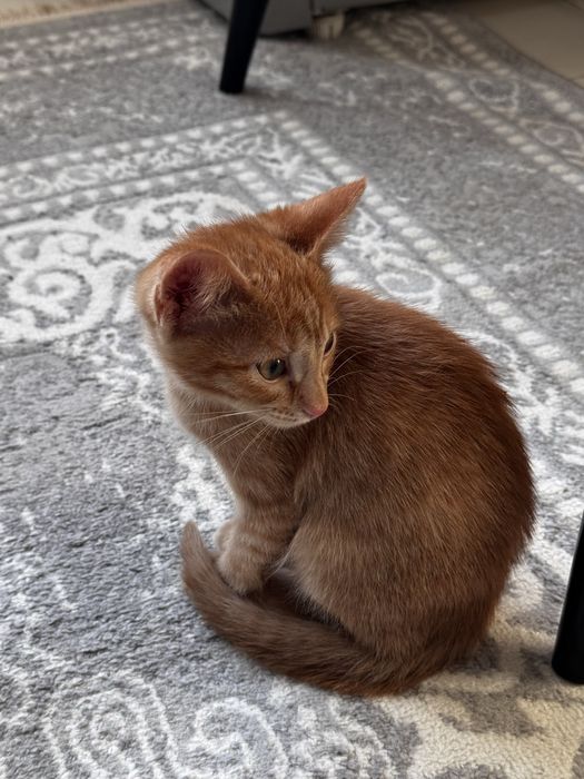 Отдам котенка в добрые руки