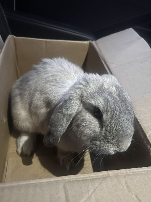 Кролик вислоухий