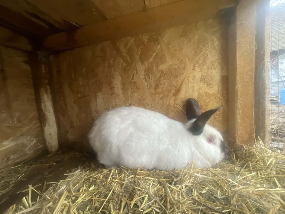 Iepuri diferite rase