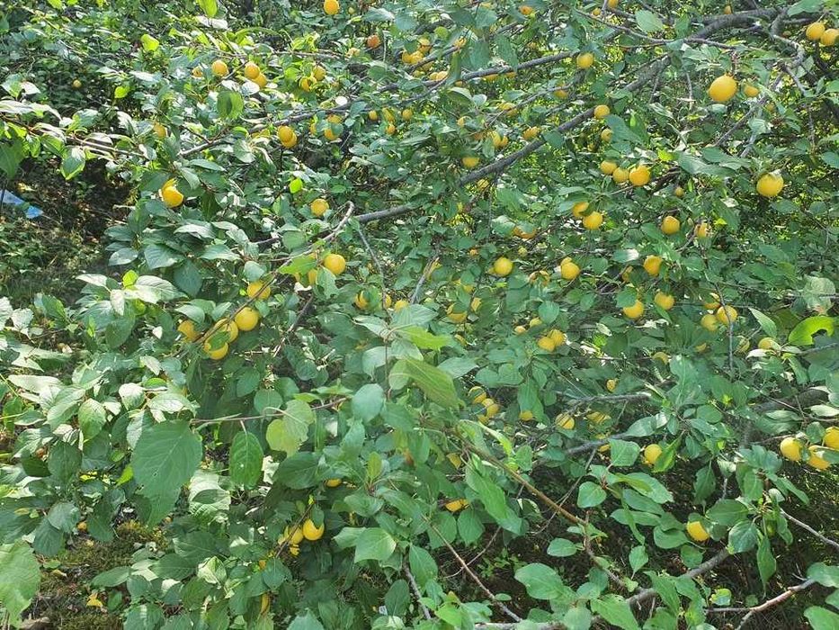 Corcoduse bio galbene (acrișoare) si rosi ( dulci ) nestropite