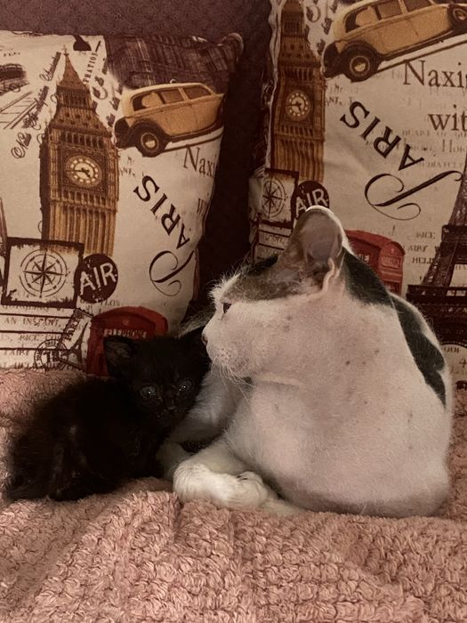 Ищет дом котенок