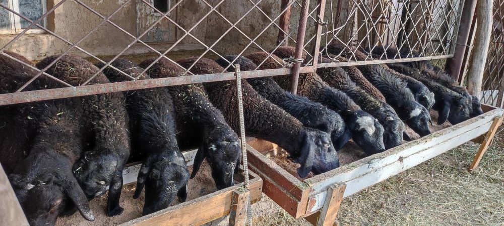 13та кочкор оптом