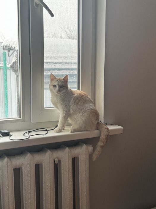 кошка в добрые руки