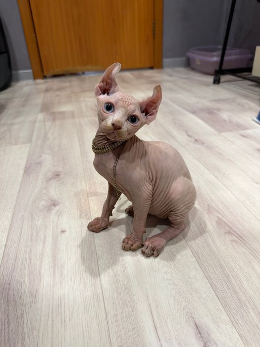 Шикарный сфинкс эльф