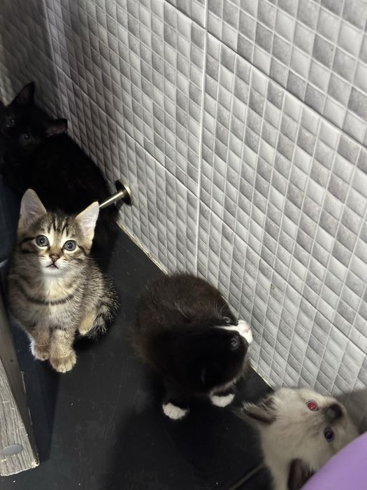 Отдам котят в добрые руки
