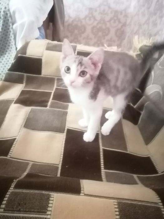 Отдам в добрые руки!