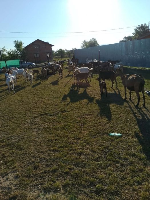 De vanzare capre