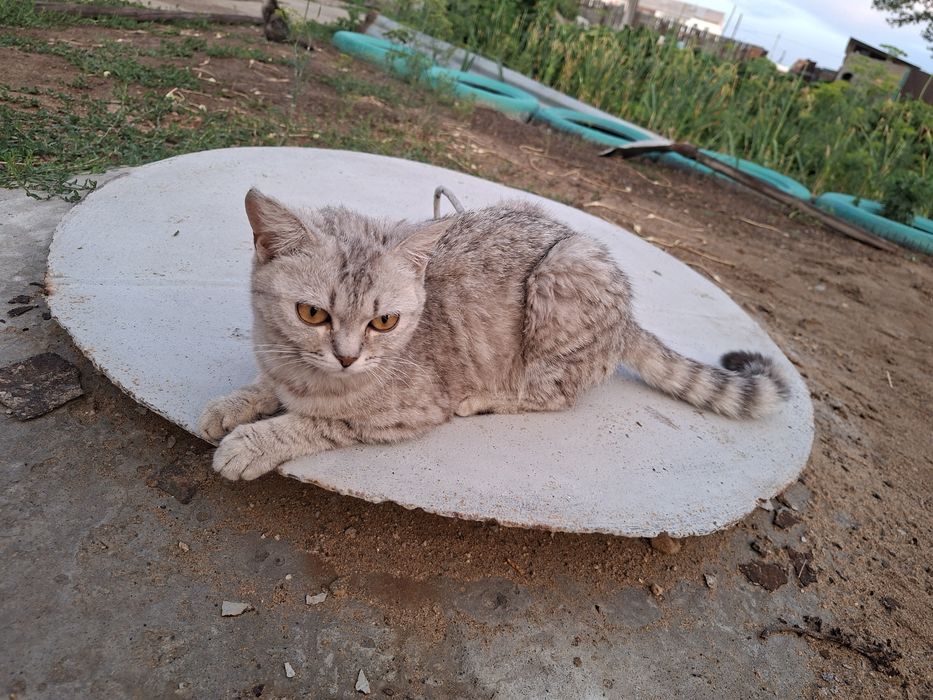 Отдам котят  в хорошие руки