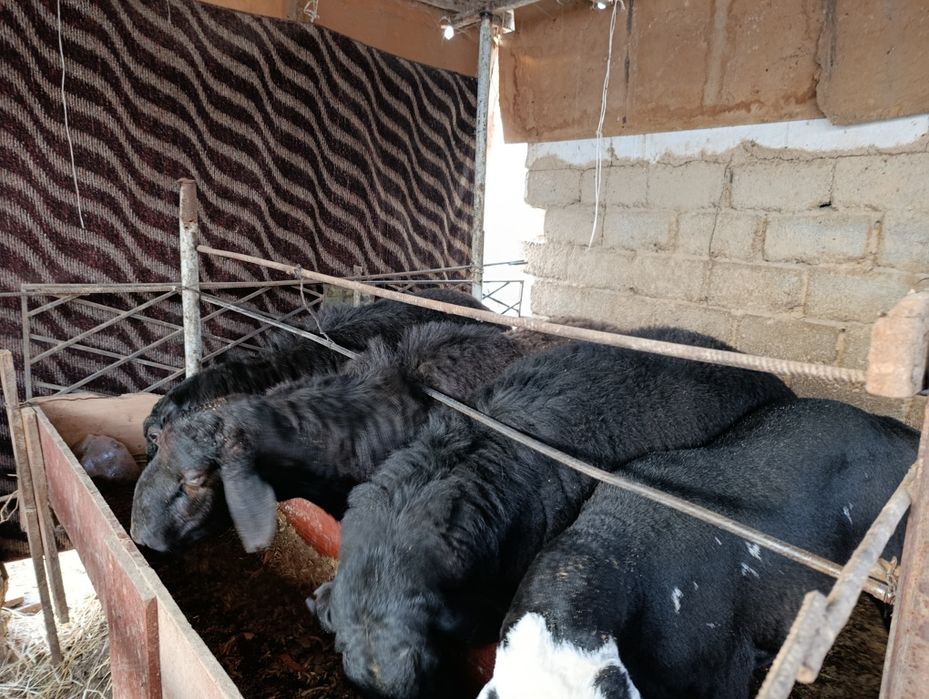 Zot va marosimlar uchun