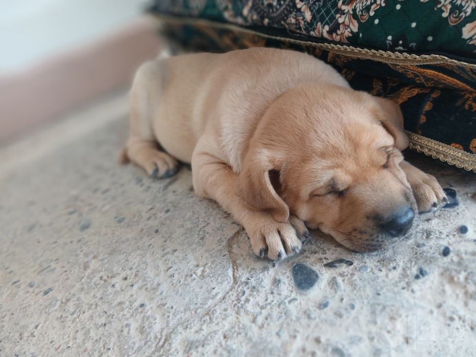 Labrador iti ug'il bola