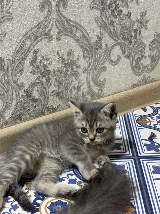 Scottish strayt серебристый табби