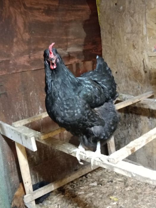 Продам курица джерскый гегант