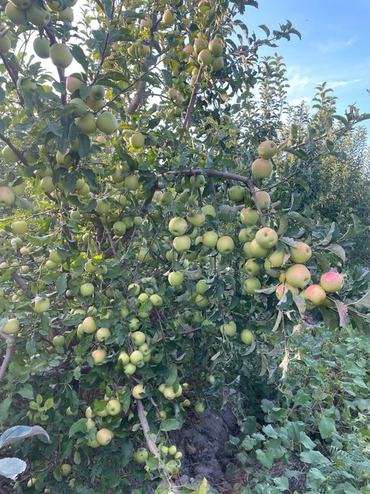 Яблоневый сад