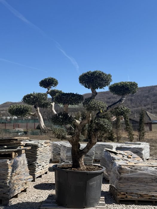 Vand plante ornamentale diferite specii de calitate superioara !