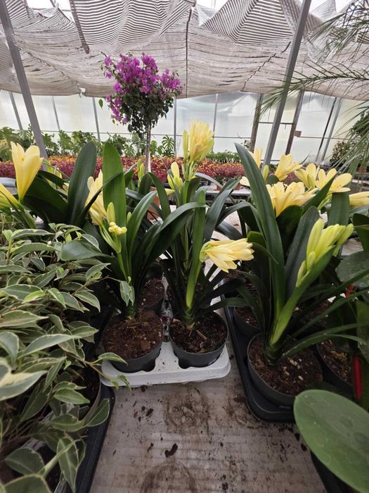 Киливия - Жълта ,,