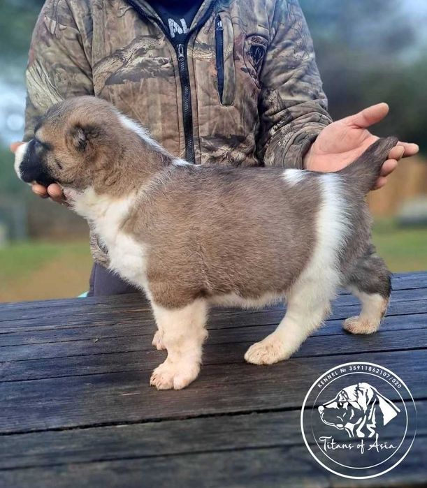 Женско САО , АЛАБАЙ , Туркменски Вълкодав