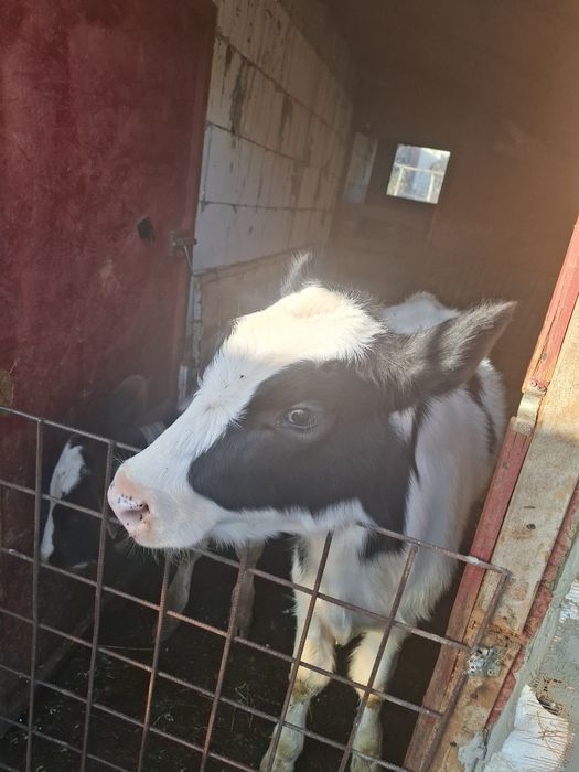 Vand vitea si tauras