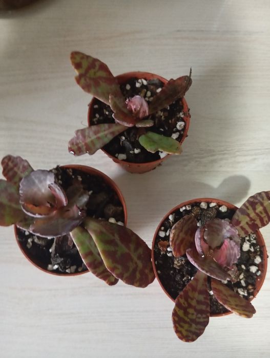 Продается каланхоэ "зебра"