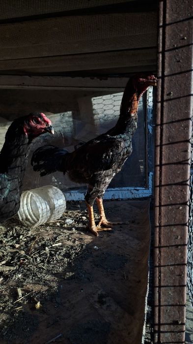 Дакан бойцовский петух