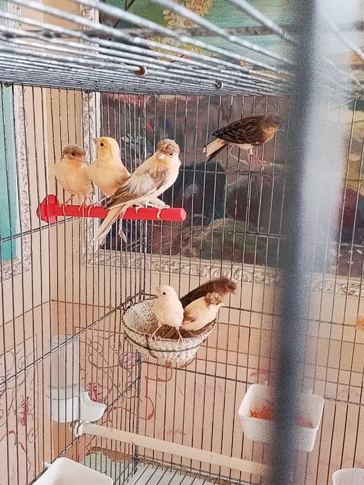 Продается канарейки