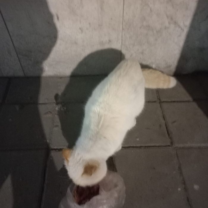 Нашли котика британской породы предположительно