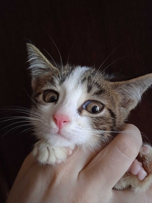 Серобелый котёнок мальчик, 3 месяца.