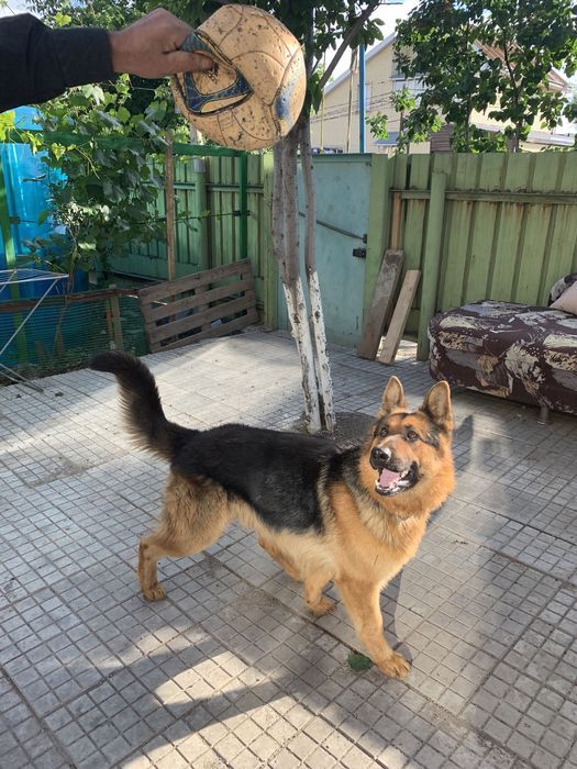 Кобель немецкой овчарки для вязки