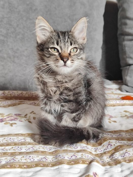 Отдам котят в добрые руки