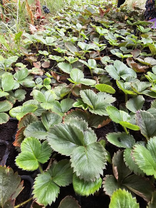 Vând stoloni căpșuni alveolă/turba