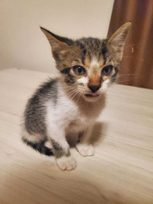 Две прекрасни котенца на 2 месеца търсят дом