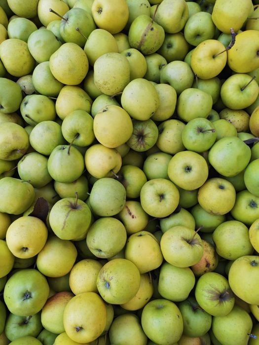 Mere Golden de calitate