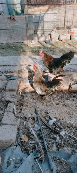 Cocoșei pitici  5