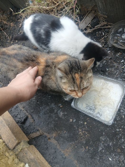 Отдам добрые руки