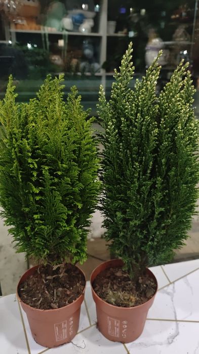 Продам комнатные цветы