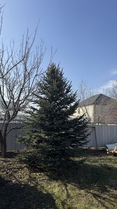 Голубые ели, сибирская ель 4-8м