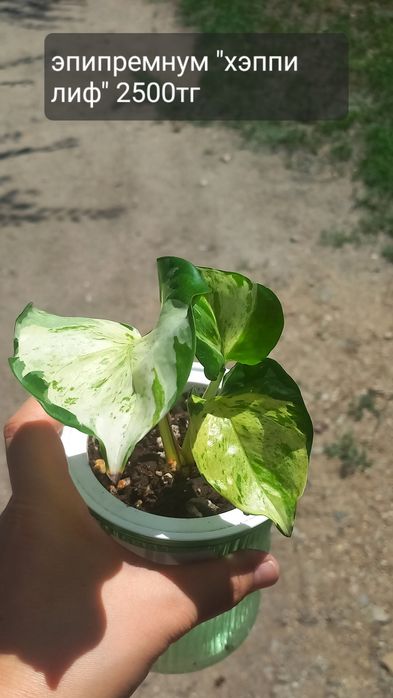 Комнатные цветы  для уюта в доме