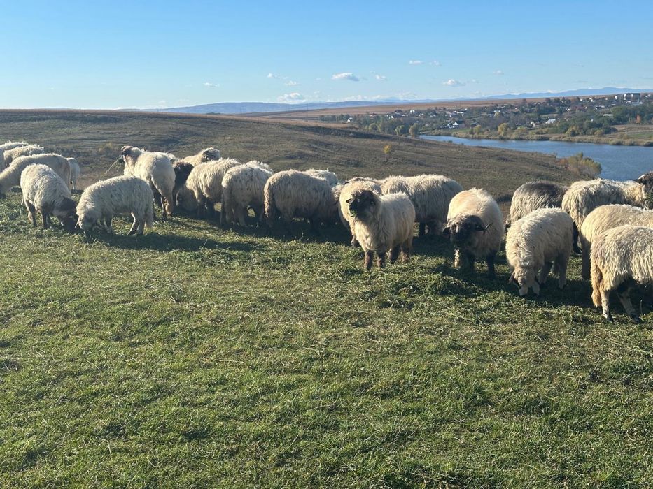 Vand oi turcane tinere