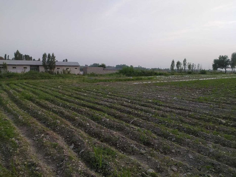 Земля в Аккурганском районе / Oqqoʻrgʻon tumanida 6 sotih yer