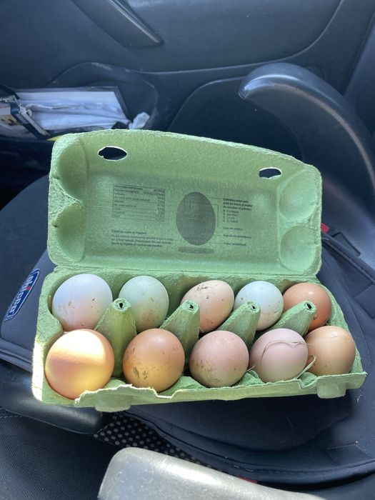 Vand oua de consum si incubat